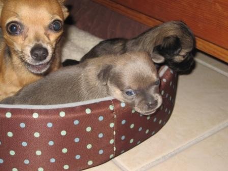 MADRE E HIJOS......MACHO AL FRENTE , LA HEMBRA AL FONDO.