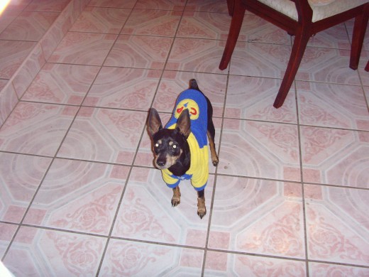 JORDAN,PINCHER DOBERMAN ENANO NEGRO, 10 AÑOS Y ME PERDI HACE 3 MESES.