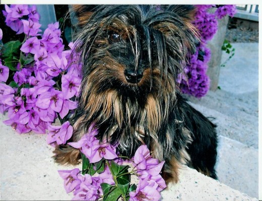 aqui estoy llenita de flores, que al tener un color tan oscuro los colores cantones me resaltan