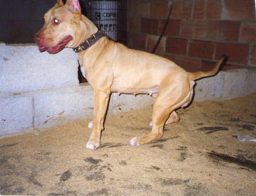 viene de un hijo de Rocky de el Leal, de Zeus un perro blanco red nose? creo haber visto una foto de el, que me enseñaron donde la compre en benetuser, a un particular, años 90