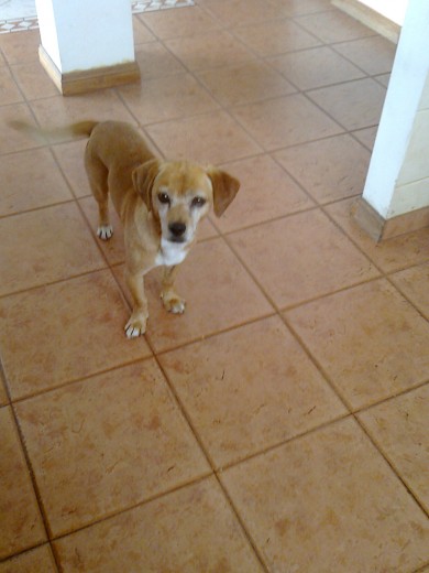 Mi perrito en la cocina