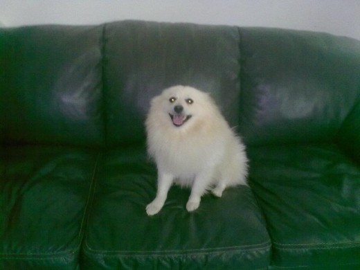 soy un  pomerania  y tengo  2 años  