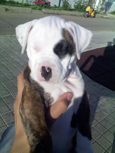 tyson 2 meses