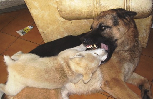 ¡¡tranqui..!!!  sólo estaban jugando, en realidad ulises(pastor aleman) no se banca mucho a cachorros tan juguetones