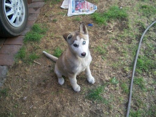 aqui cuando tenia solo 2 mesecitos!!!... es mas que mi mascota es mi familia