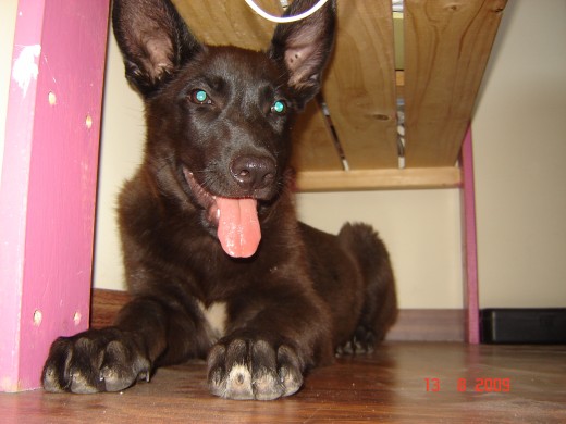 cachorro en adopcion, marron chocolate casi negro. (la foto no le hace justicia)