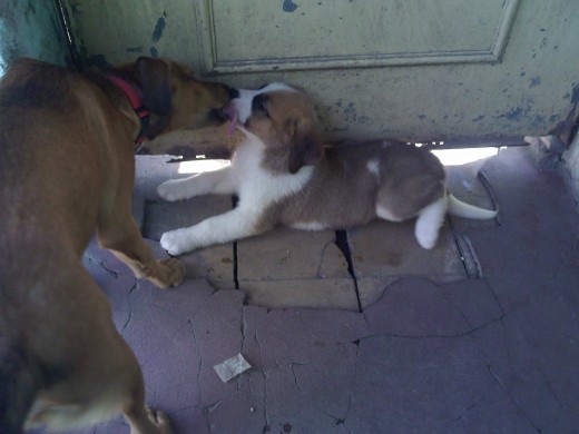 Santiago  el perro mestizo hermoso y Camila  una San Bernardo en su primer dia en la casa!! Santiago le da la bienvenida!!