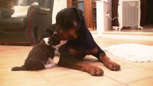 Rottie y baby Juju