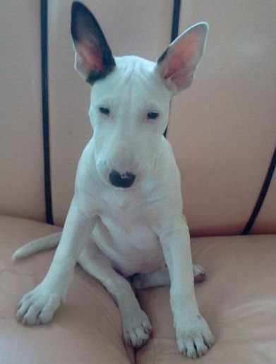 Ella es kendra mi bull terrier de 3 meses