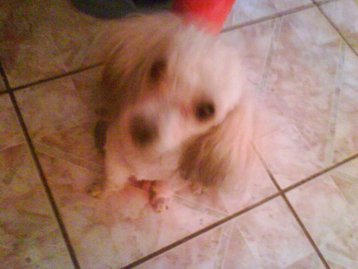 cookie cuiando le cortaron el pelo