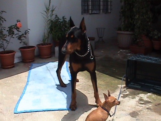 Este es mi doberman Neron y mi chiguagua Pinky.
Neron tine 09 meses y pinky 07 años