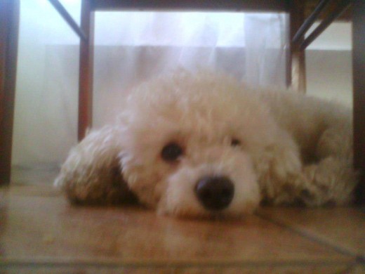 perritoo poodle chiilenitoo xd 
 muy jugueton ! C; 