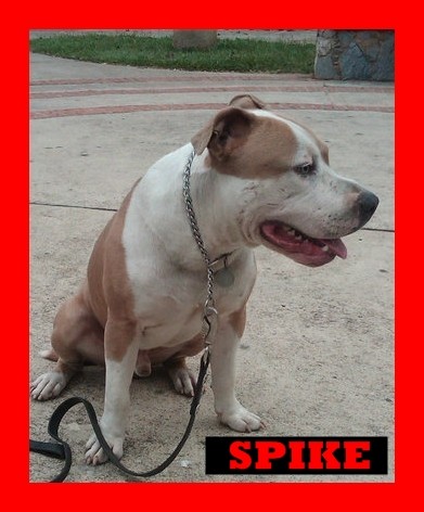 se llama spike espiga en español,esta foto es tomada en caracas en el junquito a sus 11 meses de edad.