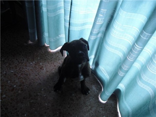 aki mi xisca cuando aun era cachorrilla aora ya es toda una madraza y sus pequeños salieronigualitos a ella