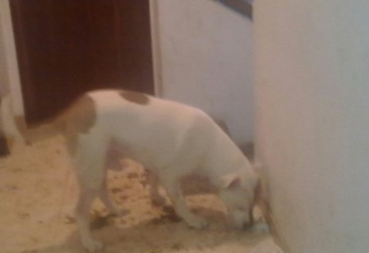 mi pitbull djalma que busca una novia se ofrece para montas..