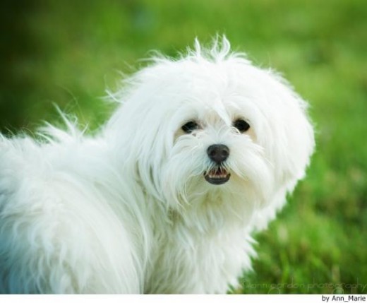 princesa se parece a este perro e cruze de cocker con maltes