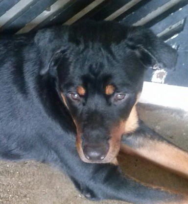 Mi nombre es Nerón
Soy un Rottweiler
Nací el 09 de febrero de 2016
tengo 7 meses
No Tengo Pedigree
Soy Macho
Vivo en Guacara
(Valencia - Venezuela)