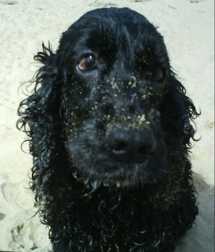 Os presento a mi perrita morita, tiene 11 años y es más buena... es muy cariñosa con los suyos, aunque algo renegona con los demas perros.Yo soy su segunda dueña, ya que el primer dueño no la cuidaba bien y yo me hice con ella..... bendito el dia!!!!! 