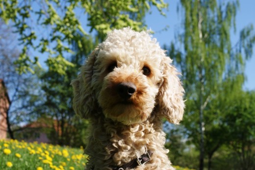 Un poodle medium, 40cm alta y 10kg en el color albaricoque. 

Quiero ir al Epaña por el verano y busco un ciudad con los buenos parques o otra tierra por los perros. Tal vez queremos participar un curso agility o otro, por saber los perros y sus familias. ¨También qiero aprender más Epañol. 

