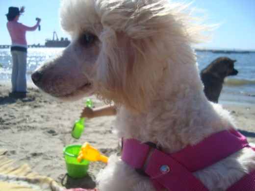 en esta fotos nos encontrabamos en la playa