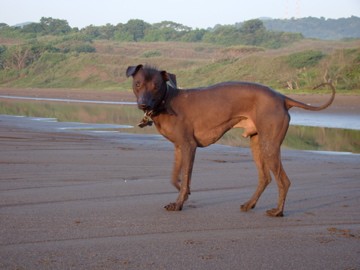 MI PERRO ES UN XOLOITZCUINTLE ERA UN PERRO DE REYES POR SUS DOTES CURATIVOS Y COMO PUEDEN VER AHORA LLEVA VIDA DE REY DE VAGACIONES EN LAS PLAYAS DE MICHOACAN