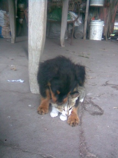 mi cachorro Willy jugando con una de las gatitas