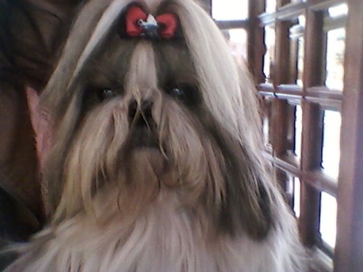 MI SHIH TZU NUSCA NOVIA