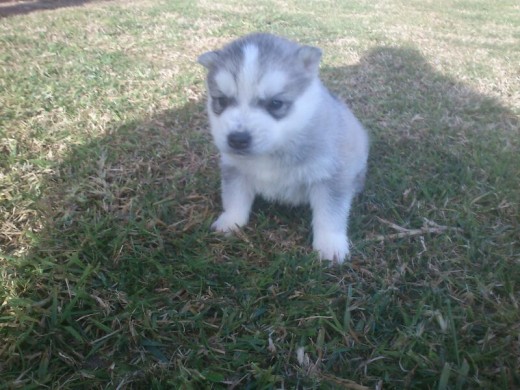 Haski (husky siberiano) dos meses