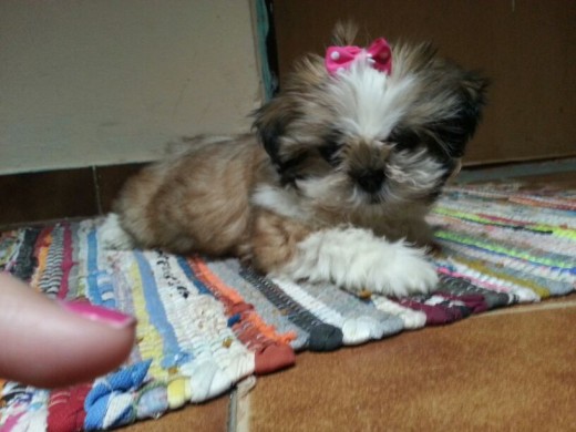 Hola soy Reina! Una cachorrita shih tzu de 2 meses y medio..