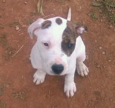 princesa mi pequeña american pit bull terrier