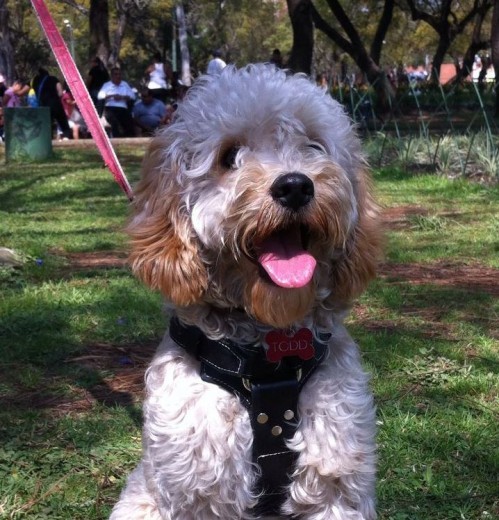 Todd de paseo por avenida las américas