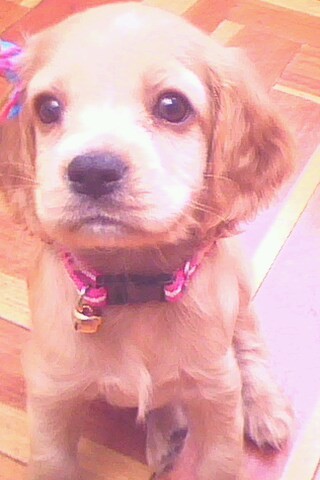 Mi perrita katy distraida por mi mano xd es muy linda.... la amoo