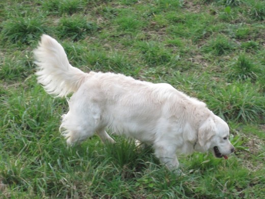 lucho olisqueando en un prao