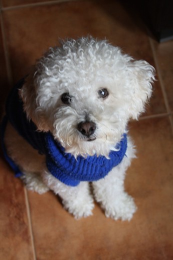 Foto de Teddy de enero de 2010, con su jersey azul para no pasar frio.
Nota: Ahí lo estaba chantajeando con una chuche para que mirase la cámara jajaja