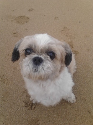 Miel posando en la playa