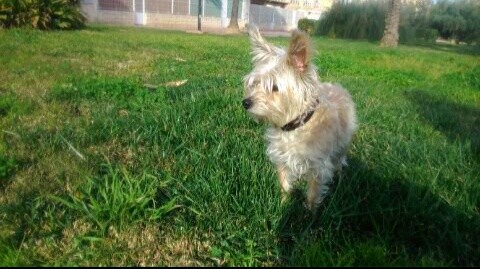 Mi hermosa perrita jugando en el parque. 