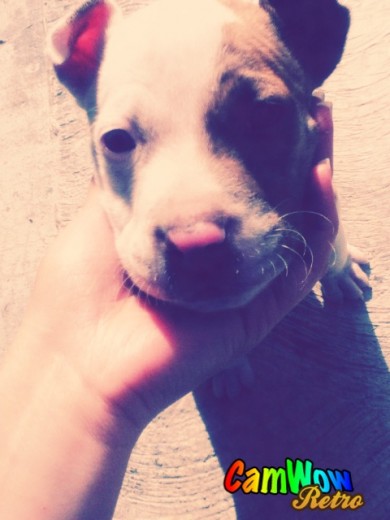 mi cachorro pitbull "Messi"