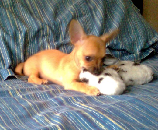 DE CACHORRITA CON SU HUESO DE PELUCHE