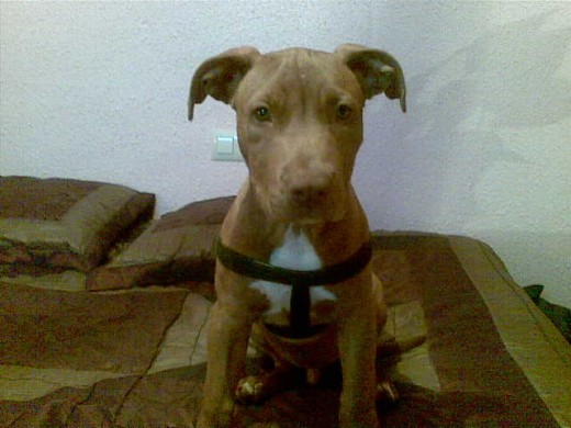 tremendo pitt bull mexicano RED NOSE