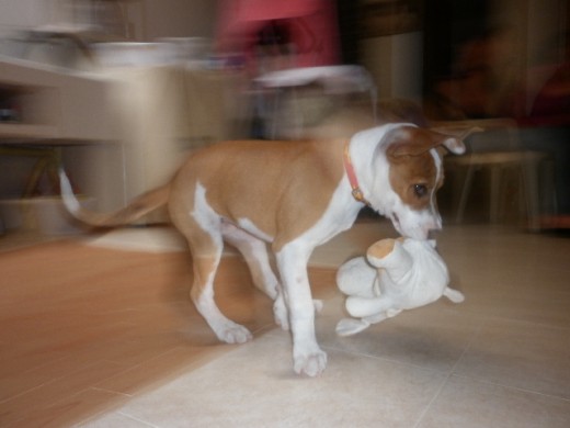 montana demostrando su poderio frente a otro perro