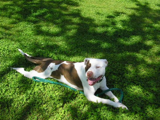 soy un perro muy cariñoso nada peleon.busco algo igual