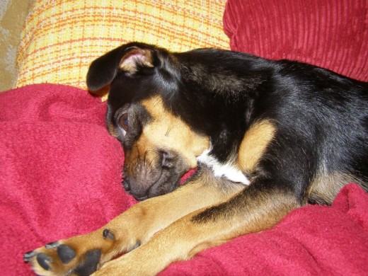 Este es mi perro Dani echándose una siesta.