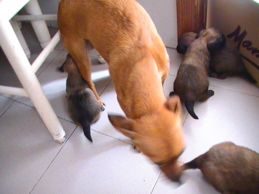 Esta es Punky, es una super mama, aunque en la ultima camada ha dejado de alimentar a las crias antes de tiempo, porque se le pusieron dos mamas, malas y le dolian, no deja que los otros perros se acerque a las crias.