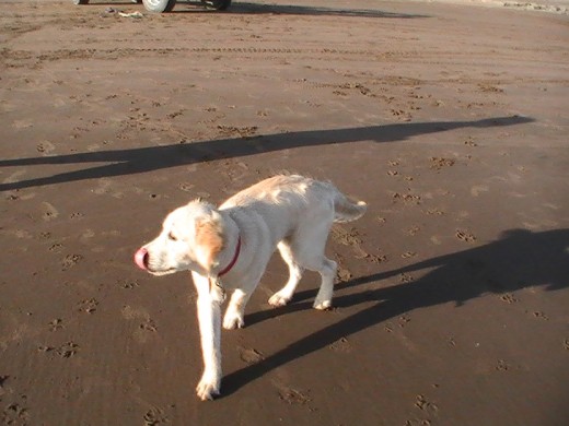 NAHUAN PASEANDO EN LAS PLAYAS DE CLAROMECÓ