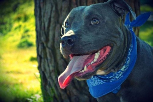 perro con pañuelo azul