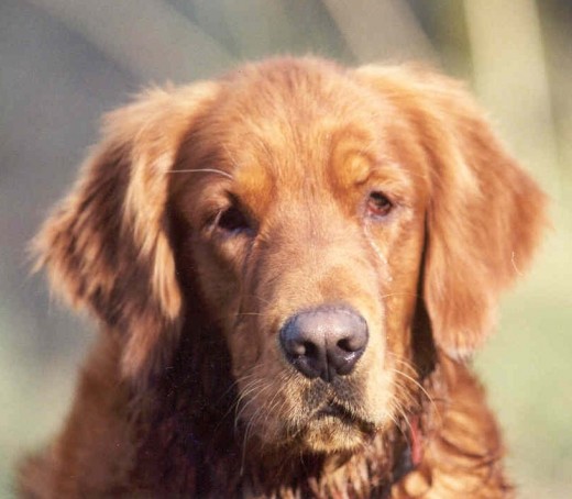 Spiky, mi golden con 14 años