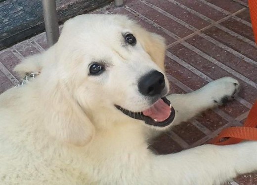 La sonrisa de Gandalf (4 meses)