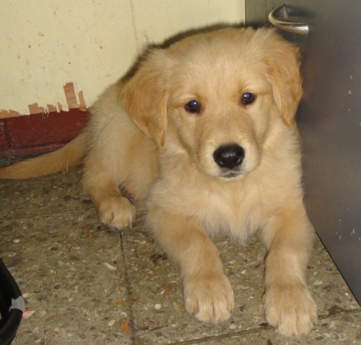 Con 2 Mesesitos, juguetón, tierno, alegre, comelón