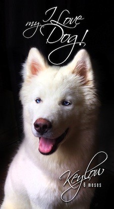 Husky Siberiano Blanco, 8 meses, y buscando girlfriend!