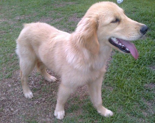 Logui cansado luego de jugar con la pelota